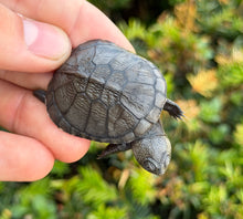 Load image into Gallery viewer, Baby African Sideneck Turtle