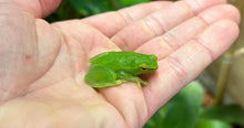 Load image into Gallery viewer, Giant Glass Tree Frog