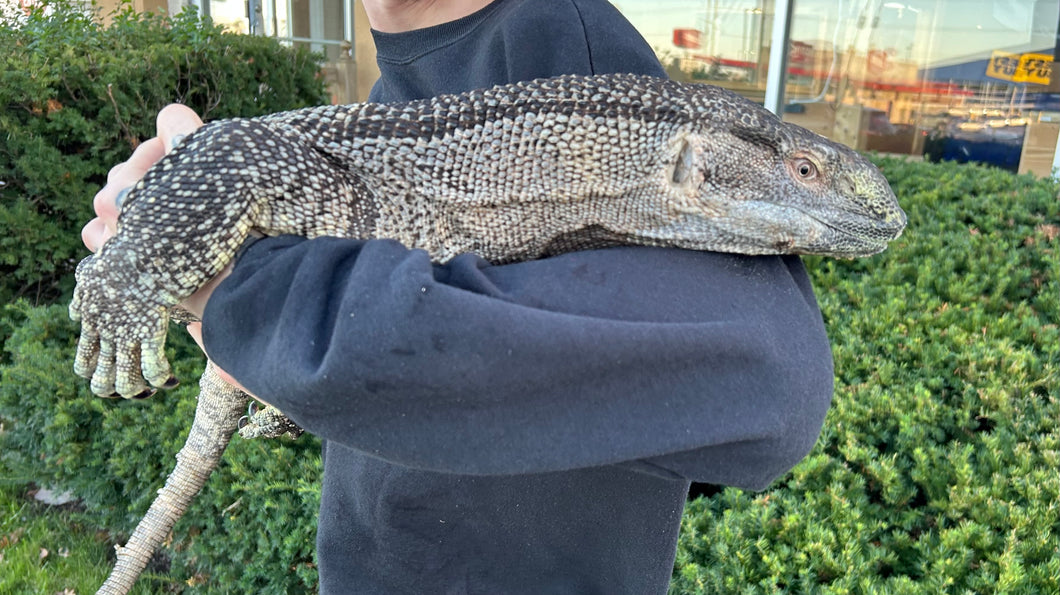 Adult Black Throat Monitor (Male)
