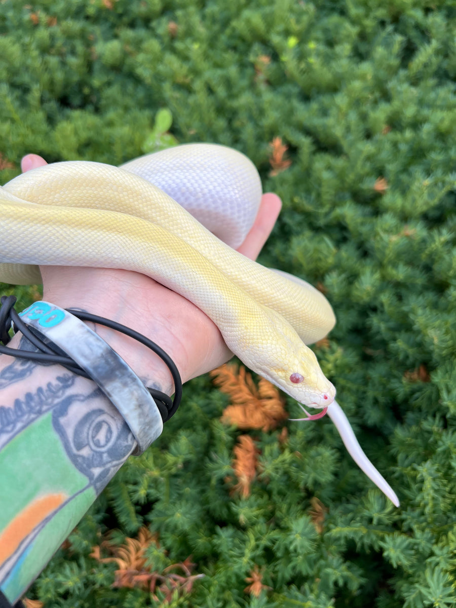Python Animal Tail Juvenile Ivory Burmese Python (Female) β Scales and Tails of Ohio