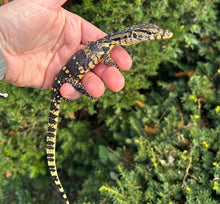 Load image into Gallery viewer, Juvenile Asian Water Monitor (1)