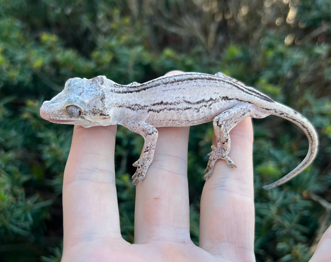 Juvenile Striped Gargoyle Gecko