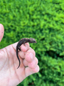 Baby White-Eyed Crocodile Skink