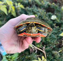 Load image into Gallery viewer, Adult Western Painted Turtle