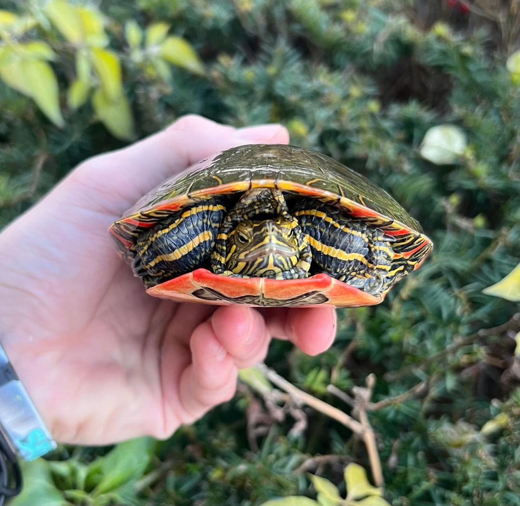 Adult Western Painted Turtle