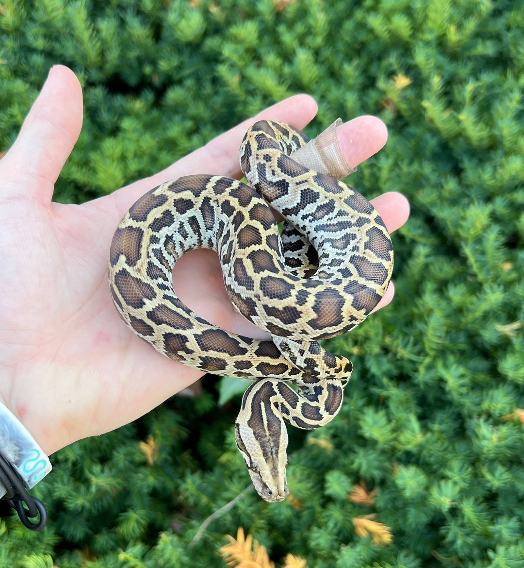 Patternless Python Pythons – Scales and Tails of Ohio