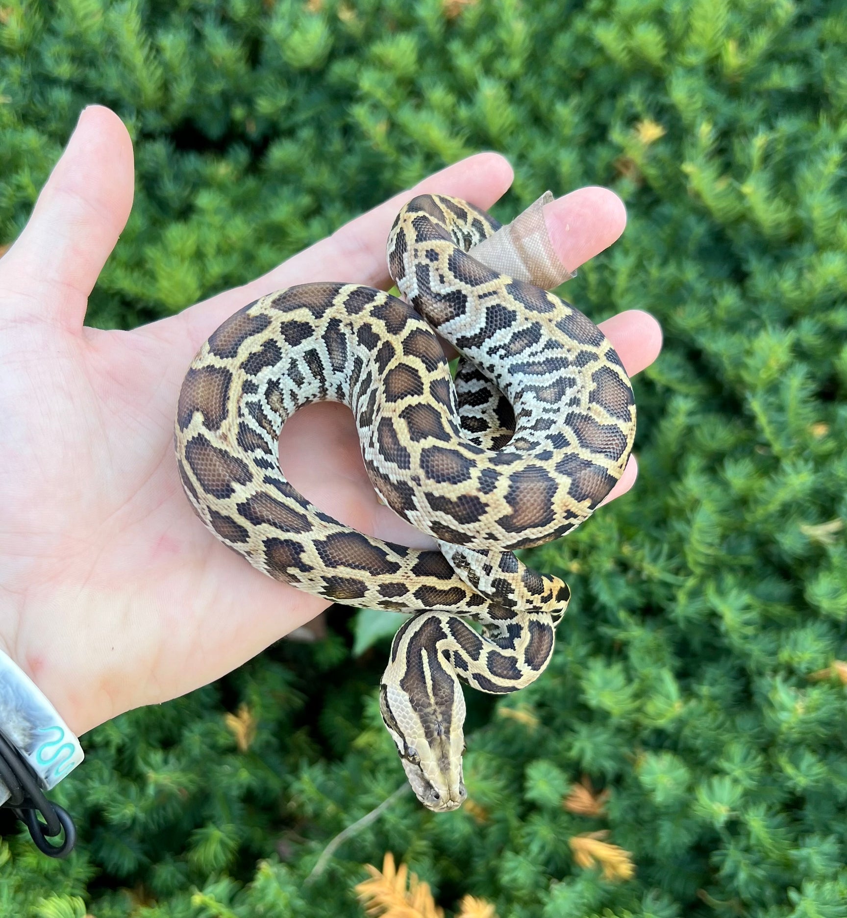 Baby Python Colors Pythons – Scales and Tails of Ohio