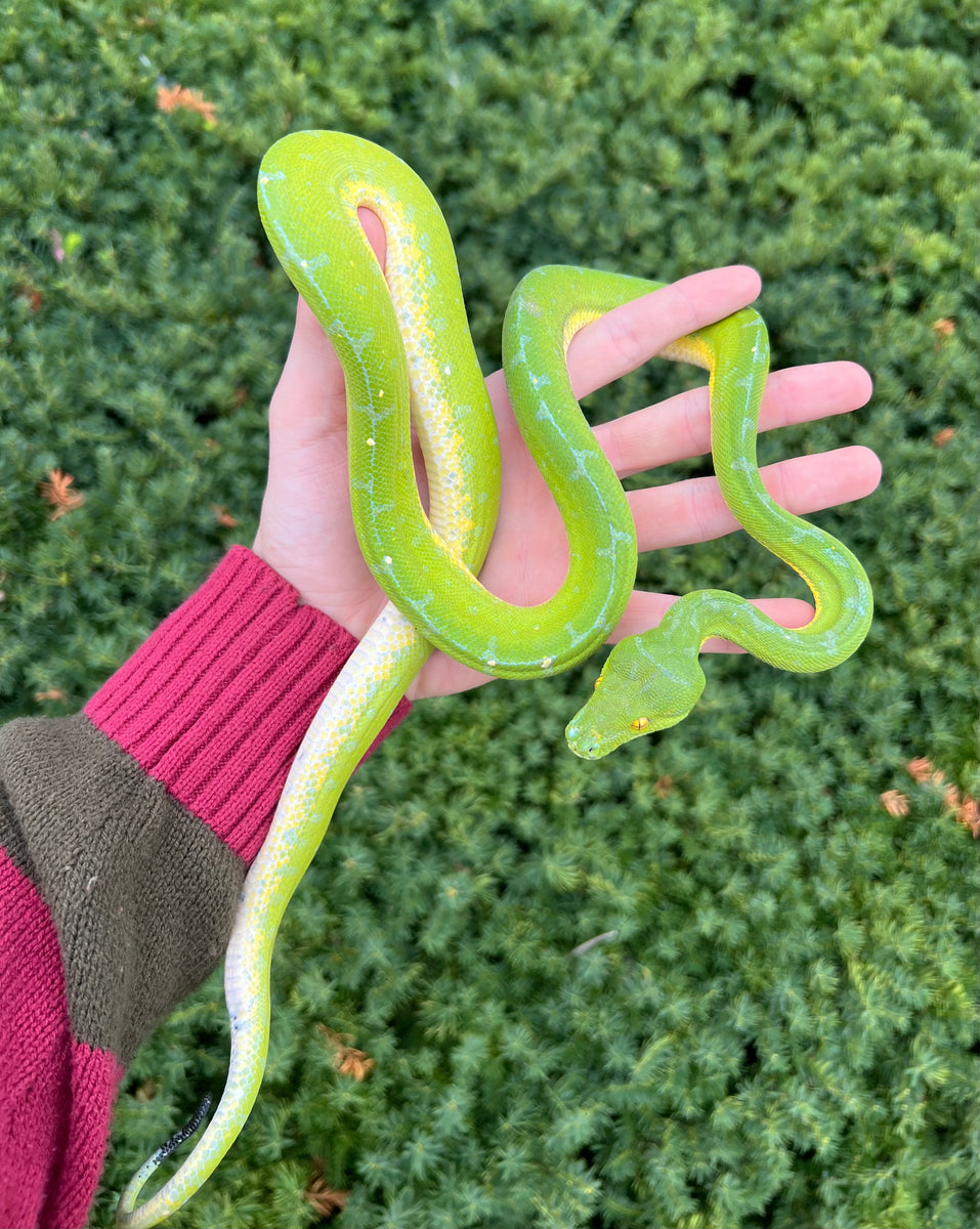Adult Lereh Green Tree Python (Female) – Scales and Tails of Ohio