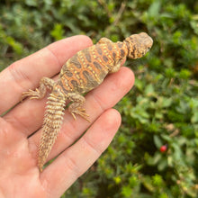Load image into Gallery viewer, Baby Ornate Uromastyx (1)