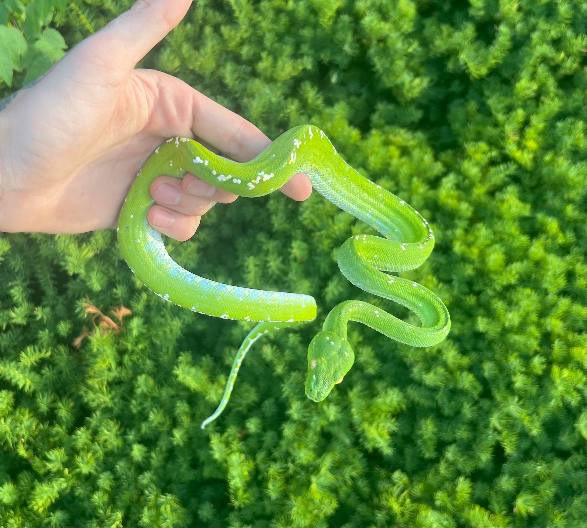 Green Tree Pythons – Scales and Tails of Ohio
