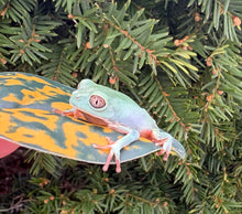 Load image into Gallery viewer, Baby Chaparroi Leaf Frog