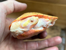 Load image into Gallery viewer, 5” Albino Pink-Bellied Sideneck Turtle (Female 1)