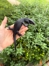 Load image into Gallery viewer, Baby Black Dragon Water Monitor