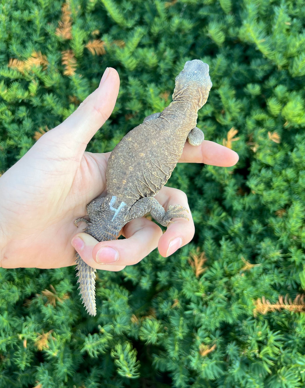 Baby Egyptian Uromastyx (4)