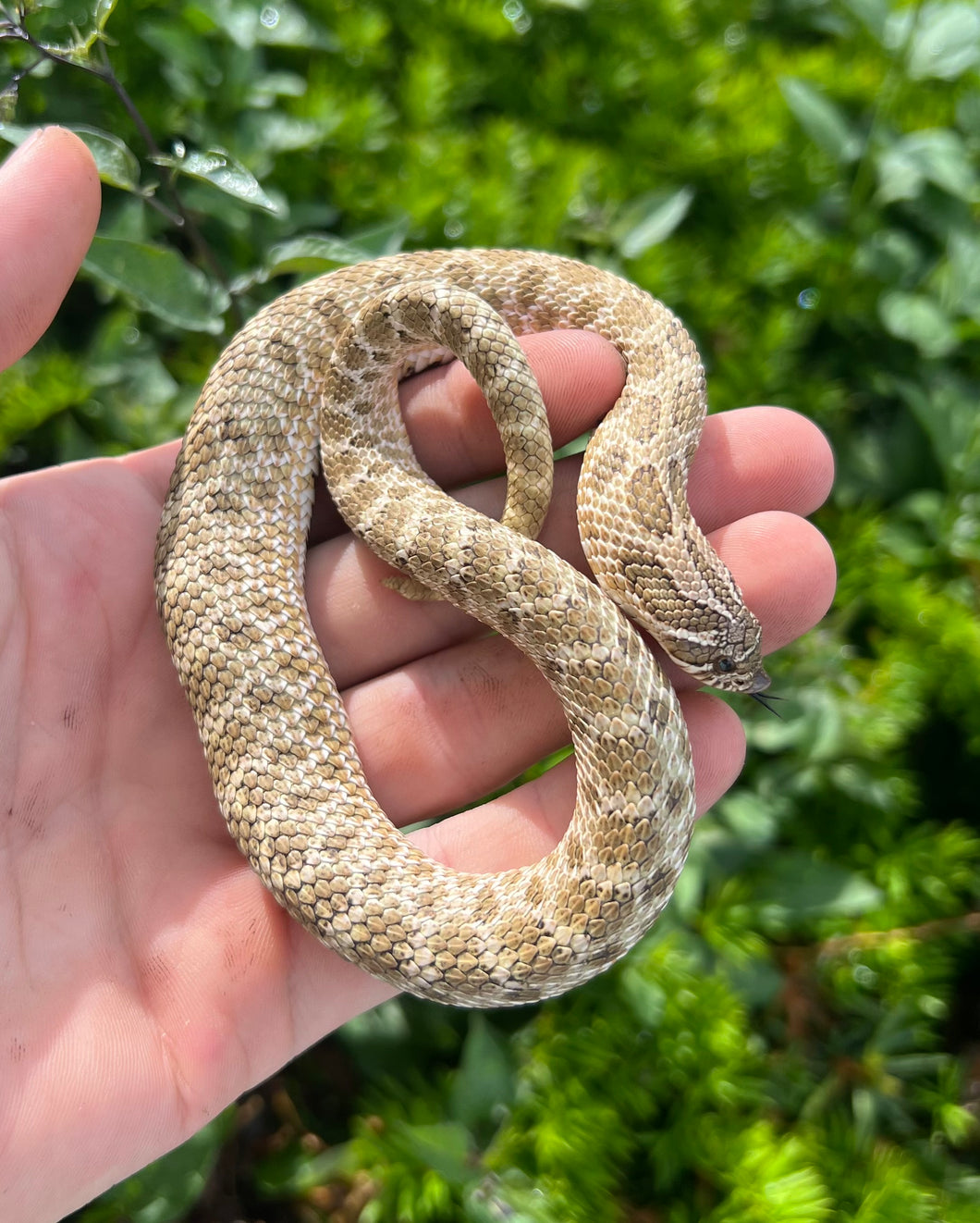 Juvenile Arctic het Sable/Albino Western Hognose Snake (Male)