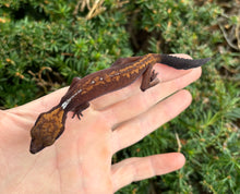 Load image into Gallery viewer, Adult Cat Eyed Gecko (Female 2)