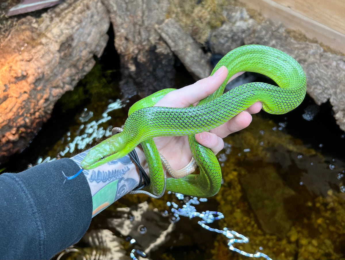 Adult Malaysian Red Tailed Green Ratsnake (Male) Scales and Tails of Ohio