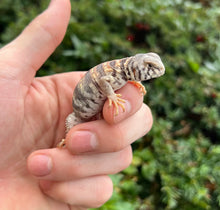 Load image into Gallery viewer, Baby Ornate Uromastyx (1)