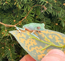 Load image into Gallery viewer, Baby Chaparroi Leaf Frog