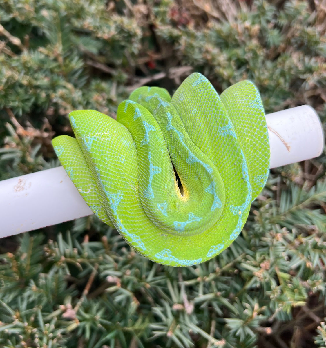 Adult ‘High-Blue’ Jayapura Green Tree Python (Male) – Scales and Tails ...