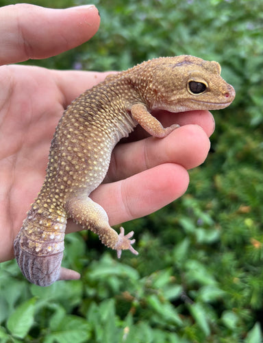 Adult Leopard Gecko (Male 1)
