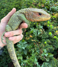 Load image into Gallery viewer, Juvenile Caiman Lizard (2)