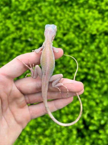 Baby Translucent Ghost Iguana