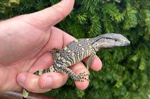 Load image into Gallery viewer, Baby Black Throat Monitor (5)