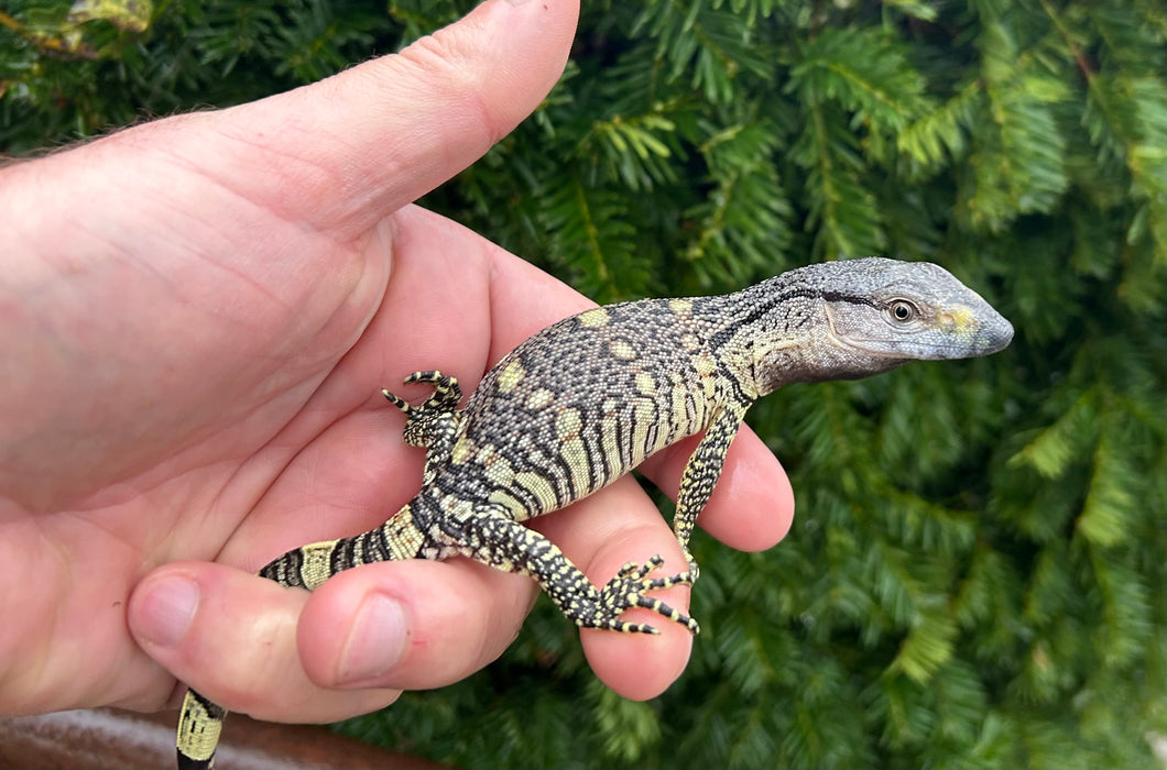 Baby Black Throat Monitor (5)
