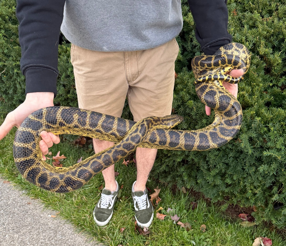 Adult Yellow Anaconda (Proven Female) – Scales and Tails of Ohio