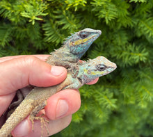 Load image into Gallery viewer, Chinese Blue Crested Lizard (1.1 Pair)