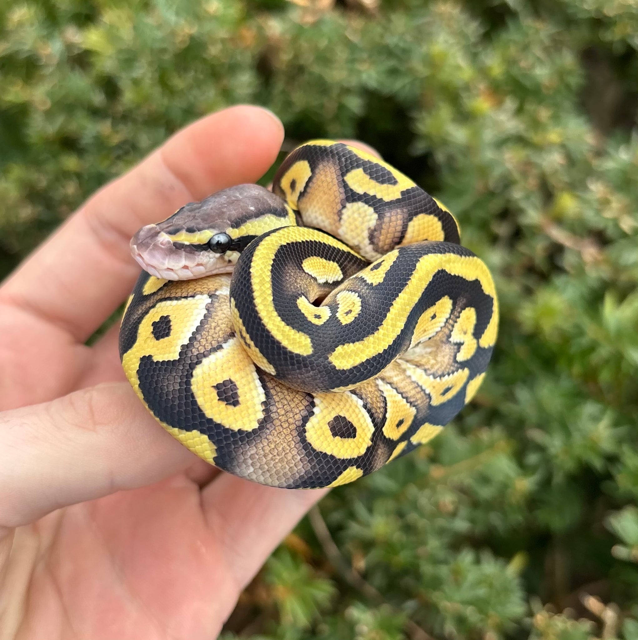 Baby Pastave Ball Python – Scales and Tails of Ohio