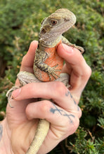 Load image into Gallery viewer, Sub-Adult Australian Water Dragon
