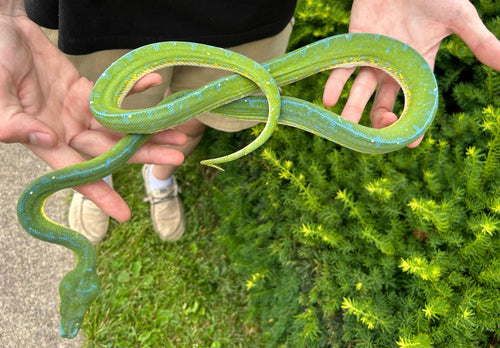 Adult ‘Exceptional’ Jayapura Green Tree Python (Female)