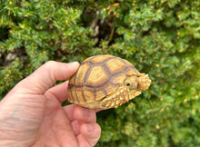Load image into Gallery viewer, 4”-5” Sulcata Tortoise (1)