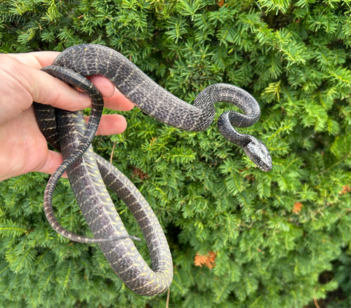 Juvenile Sulawesi Mangrove Snake (Male 2)