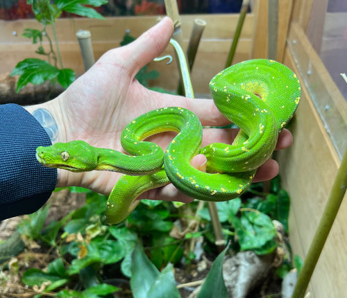 Green Tree Pythons – Scales and Tails of Ohio