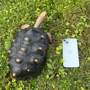 Adult Red Foot Tortoise (Female)