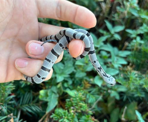 Baby Anery Gray-Banded Kingsnake (Male 1)