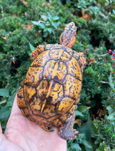 Load image into Gallery viewer, Adult ‘Extreme Orange’ Eastern Box Turtle (Male)