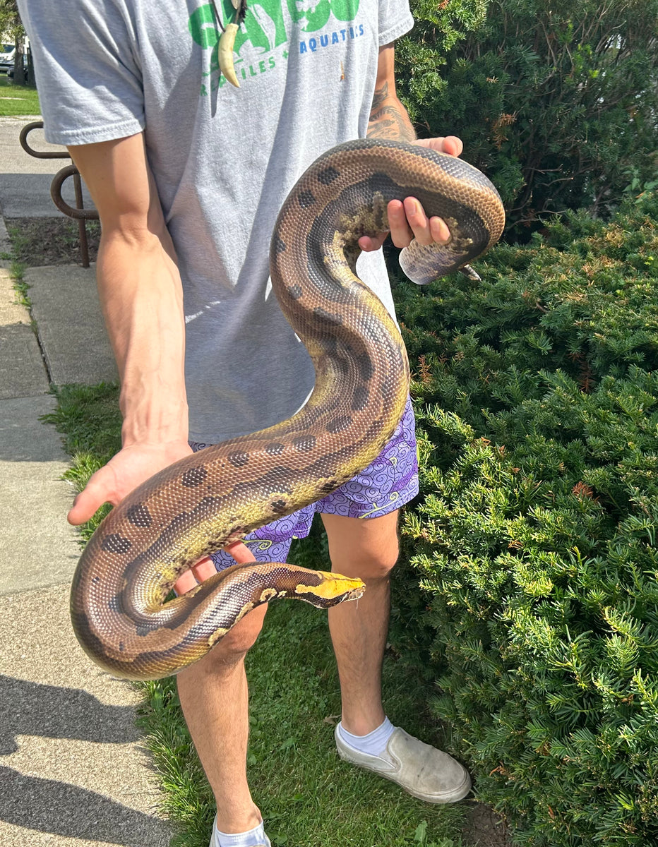 Adult Pumpkin Head Sumatran Short-Tailed Python (Male) – Scales and ...