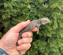 Load image into Gallery viewer, Baby Rhino Iguana (2)