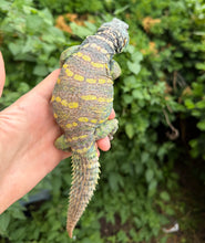 Load image into Gallery viewer, Adult ‘High-Color’ Ornate Uromastyx (Male 1)