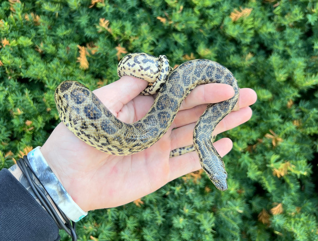 Baby Yellow Anaconda (Female 1)