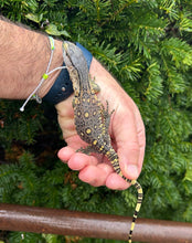 Load image into Gallery viewer, Baby Black Throat Monitor (4)