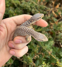 Load image into Gallery viewer, Baby Savannah Monitor
