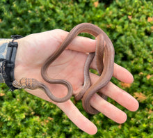 Load image into Gallery viewer, Small ‘Red Phase’ Patternless Merauke Scrub Python (Male 1)