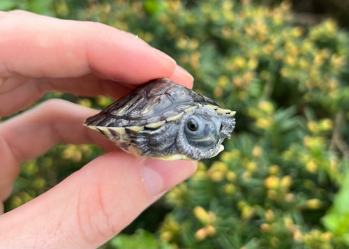 Baby Black Pearl Red-Eared Slider