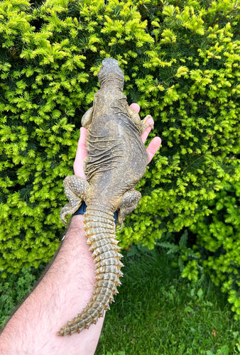 XL Adult Egyptian Uromastyx (2)