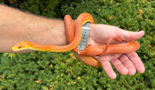 Load image into Gallery viewer, Adult Hypo Everglades Ratsnake (Female 2)